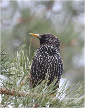 <p>ŠPAČEK OBECNÝ (Sturnus vulgaris) /Common starling - Star/</p>